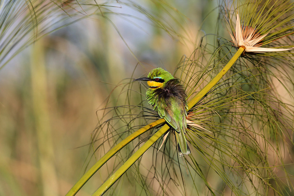 Little Bee Eater on Papyrus