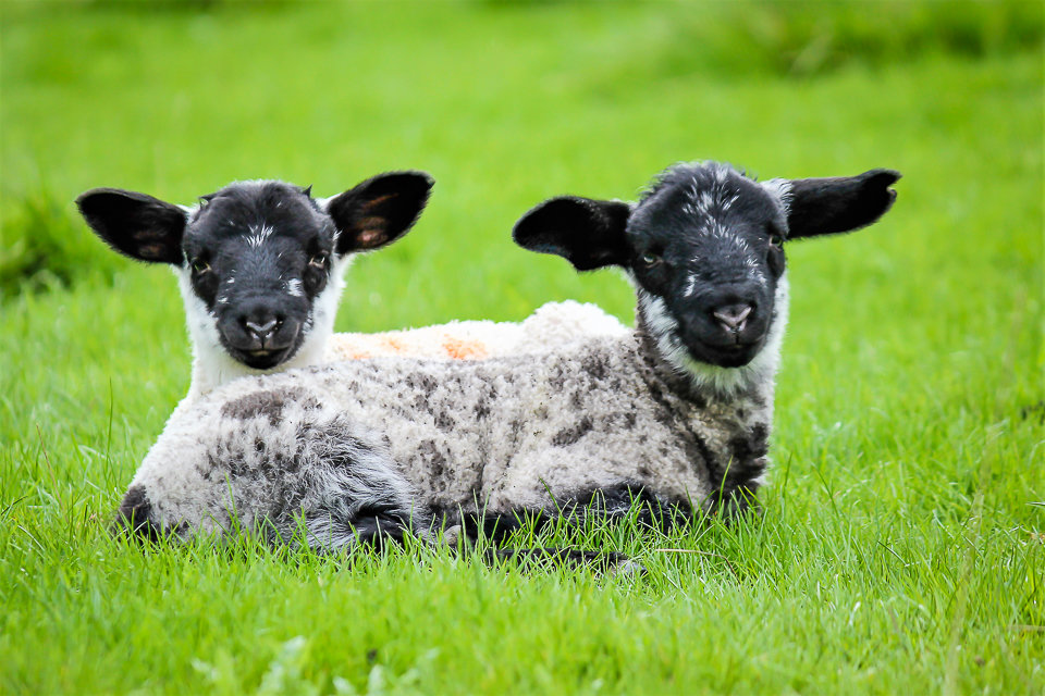 Little lambs