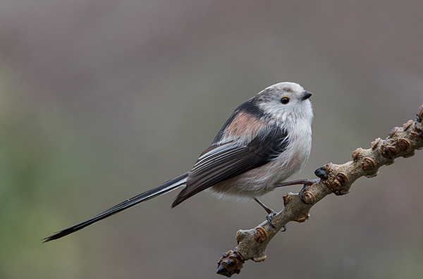 Longtailed Tit in Winter