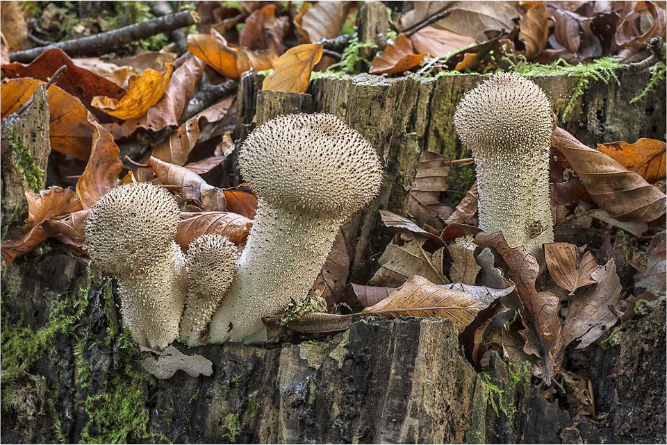 Lycoperdon perlatum