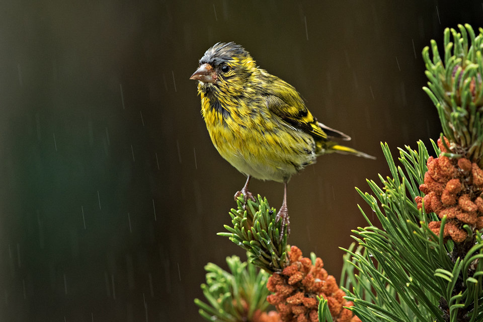 Male Siskin in the Rain