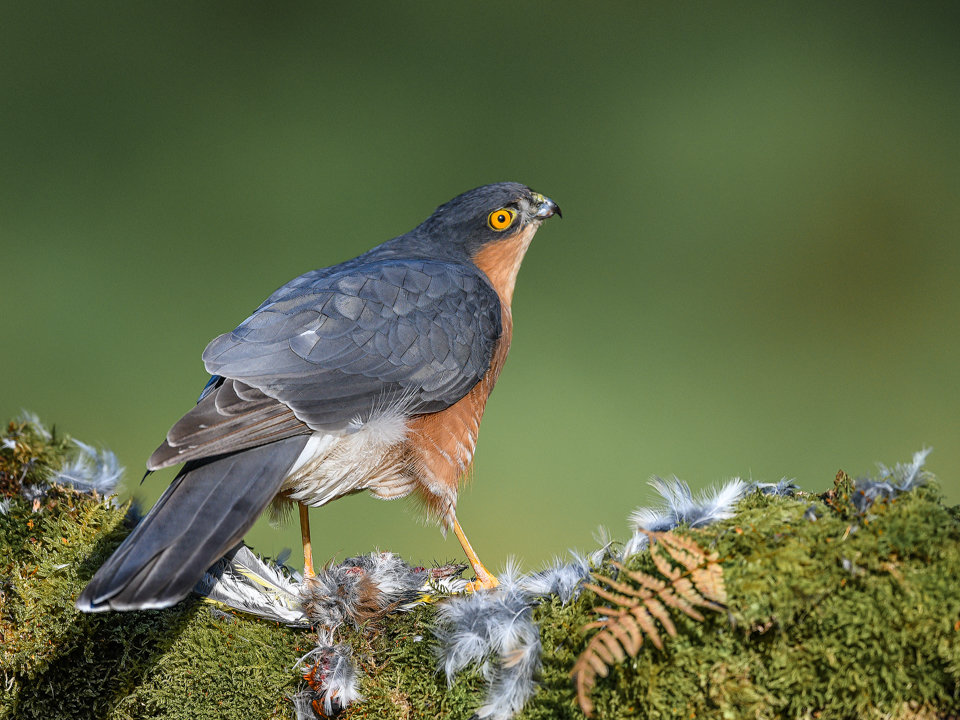 Male Sparrowhawk