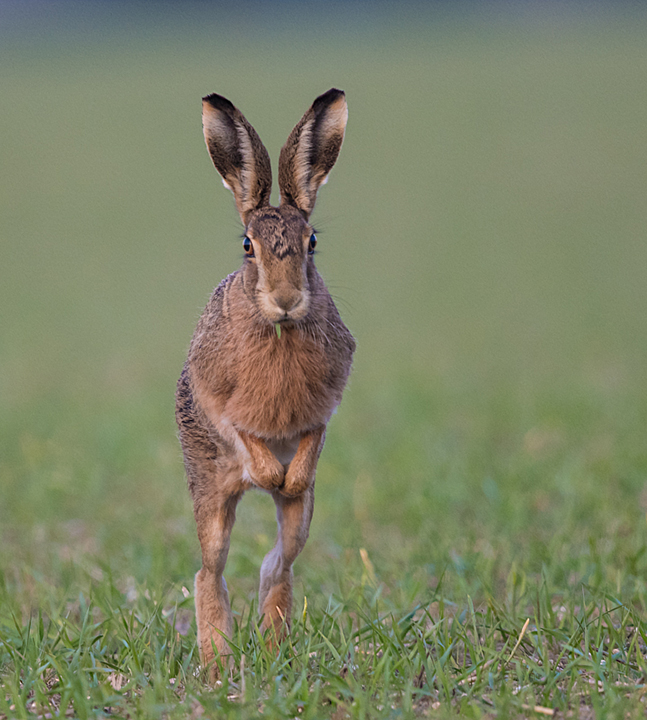 March Hare