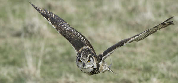 Mckinders Eagle Owl