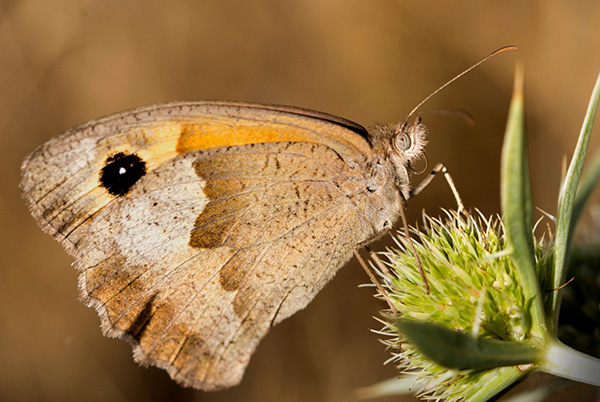 Meadow Brown