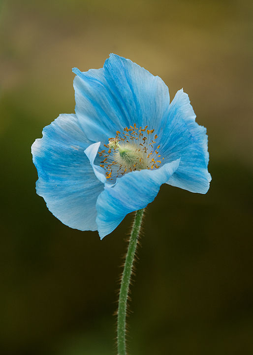 Meconopsis