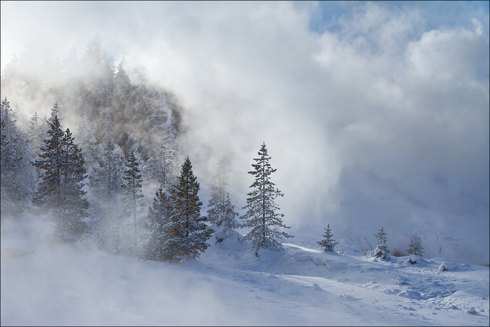 Misty Trees