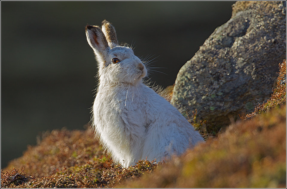 Mountain Hare