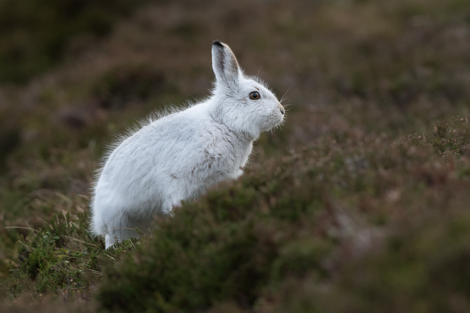 Mountain Hare