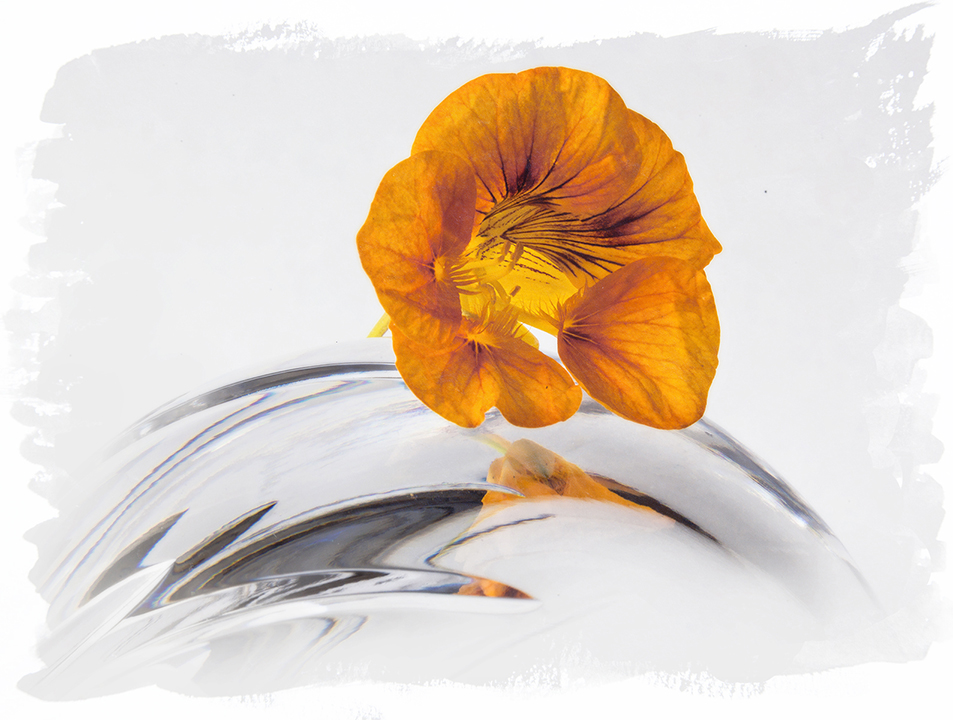 Nasturtium flower