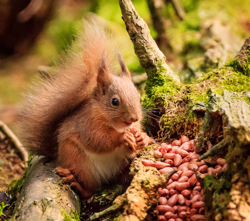 Nuts about Nuts