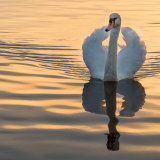 On Golden Pond
