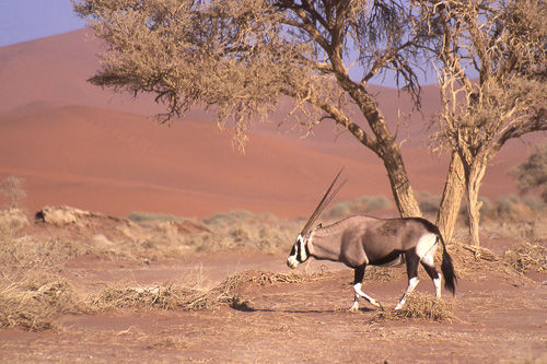 Oryx