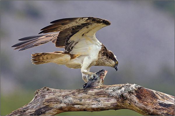 Osprey with Catch