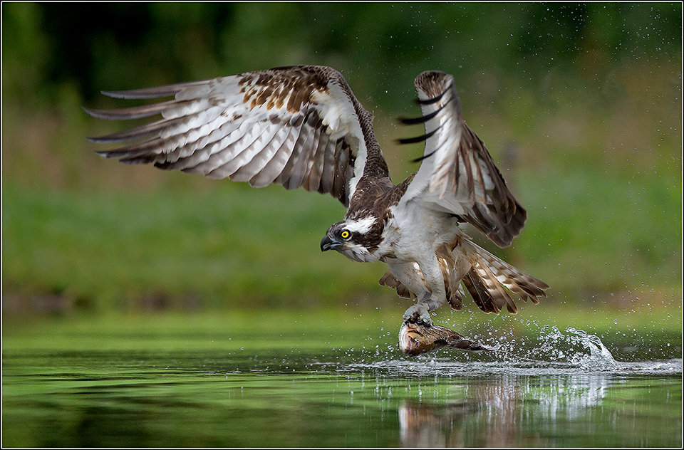 Osprey with Prey