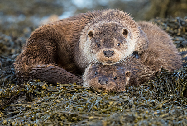 Otter Mother and Cub