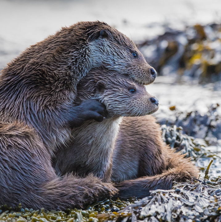 Otter and Cub