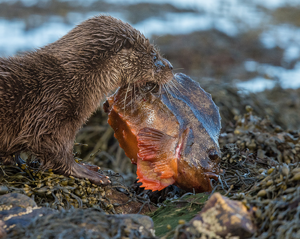 Otter with Catch