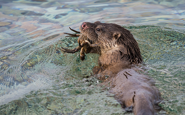 Otter with Crab