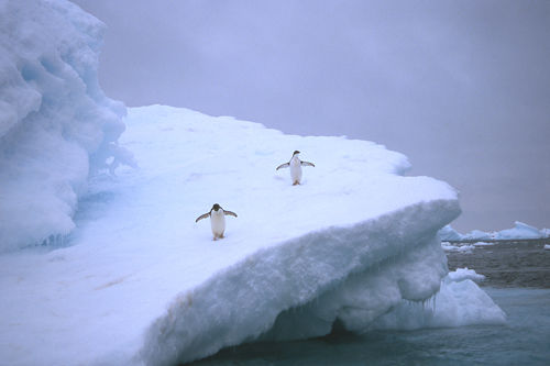 Penguins