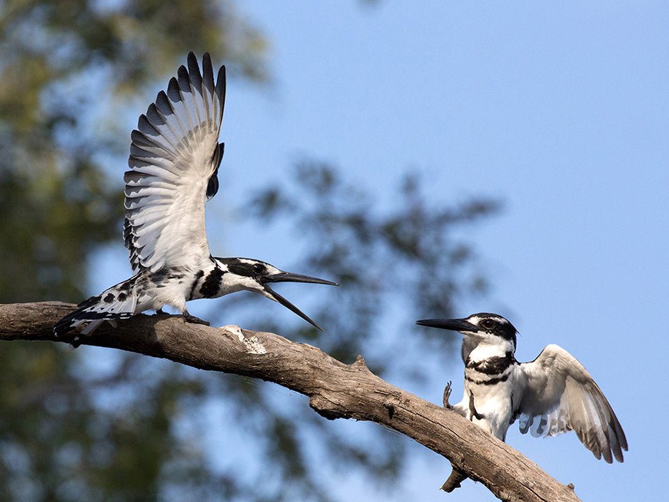 Pied Kingfishers Squabbling