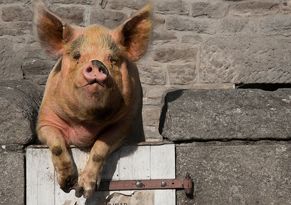 Pig Poser