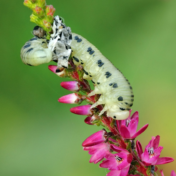 Pine Sawfly Larva Moulting