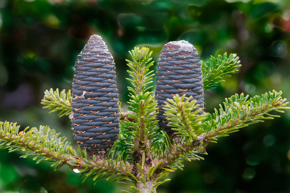 Pine Cones