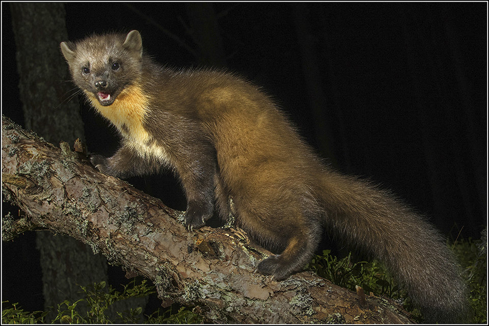 Pine Martin