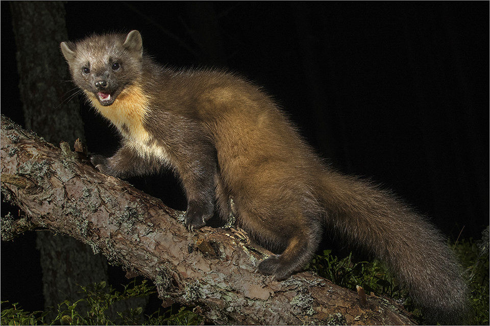 Pinemarten