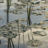 Plant Geometry