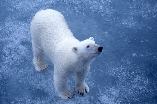 Polar Bear