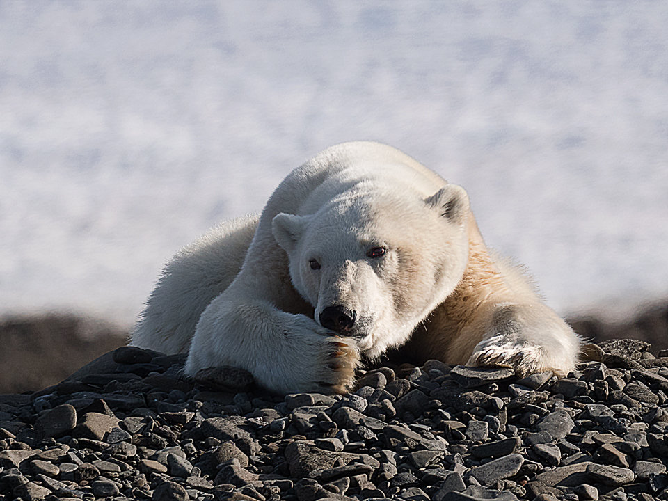 Polar Bear