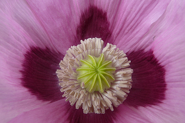 Poppy detail