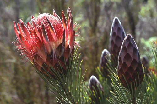 Protea aristata