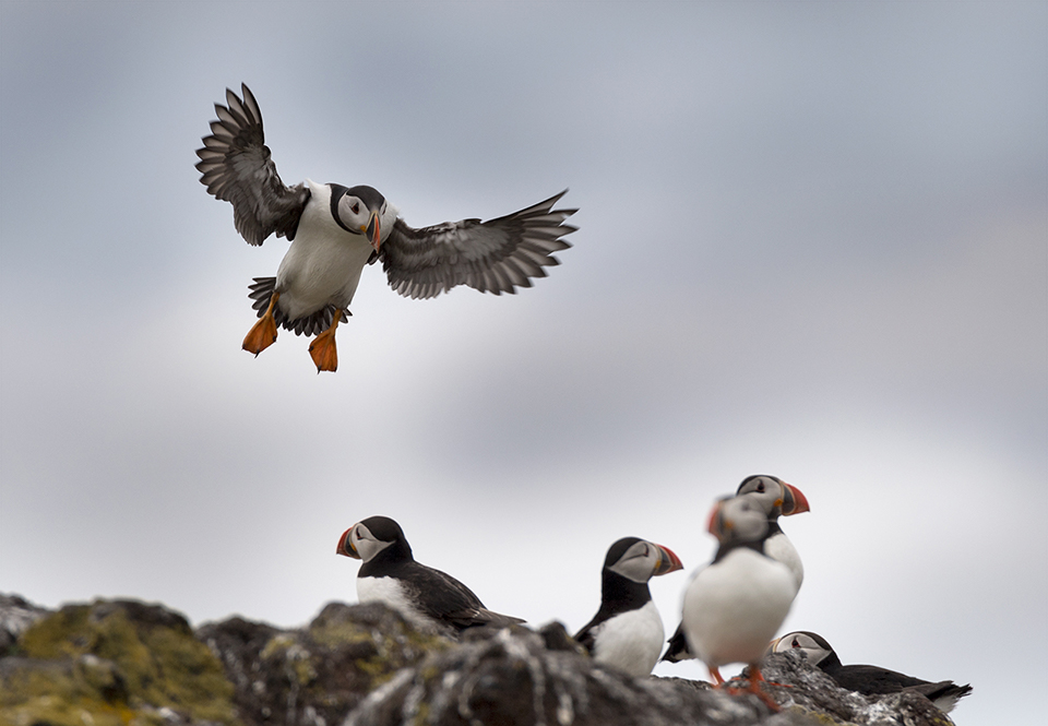 Puffin Looking For Landing Spot