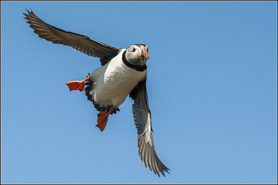 Puffin in Flight