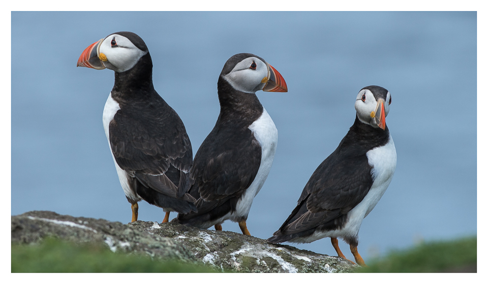 Puffins