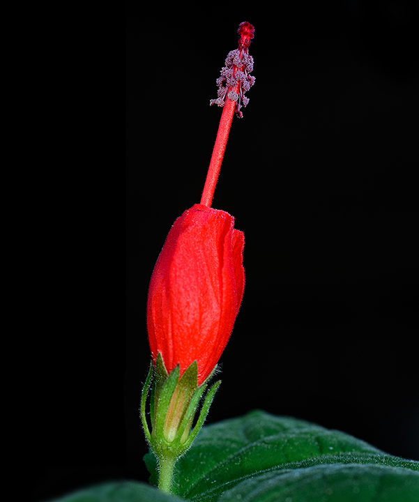 Purple Pollen