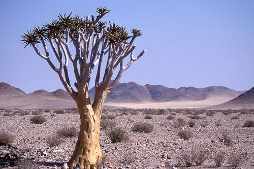 Quiver Tree