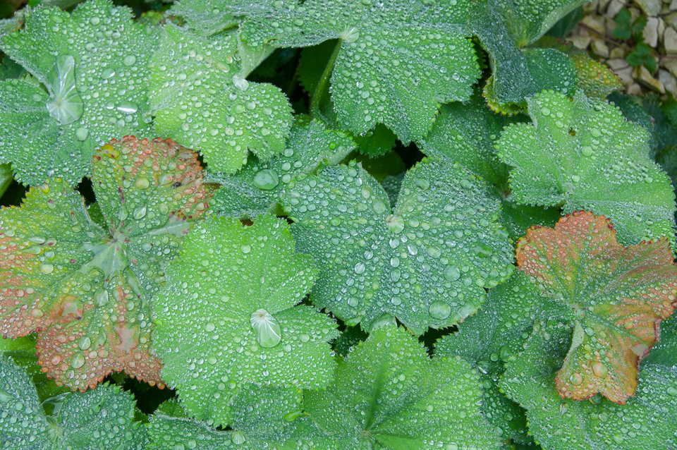 Rain Drops
