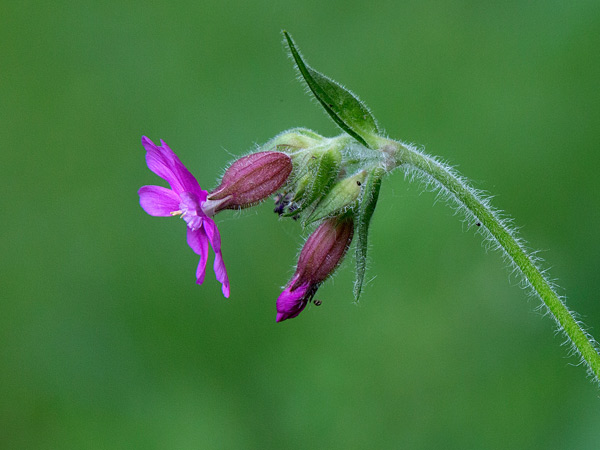 Red Campion