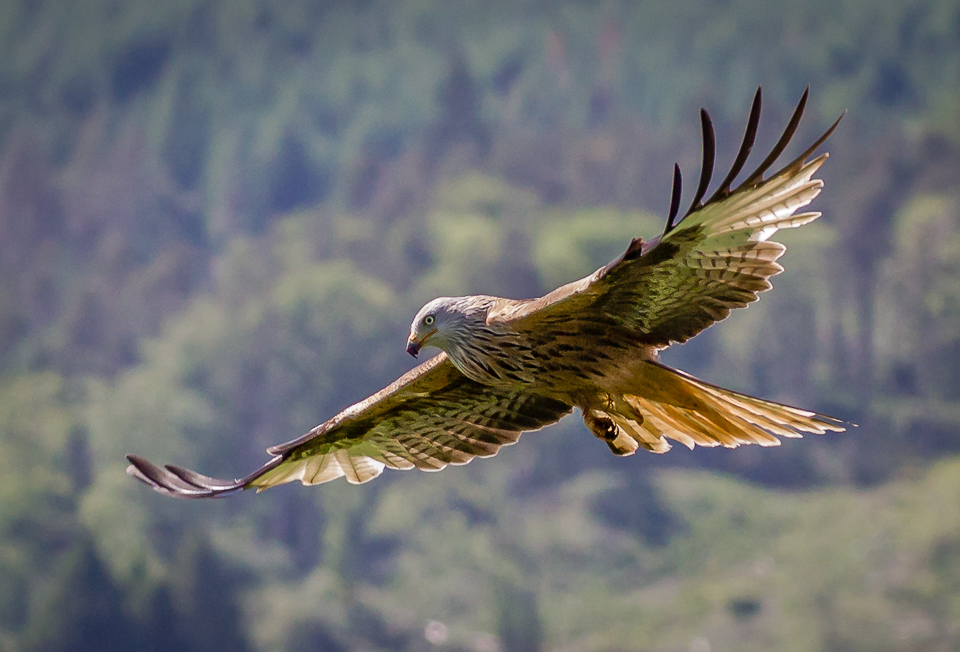 Red Kite