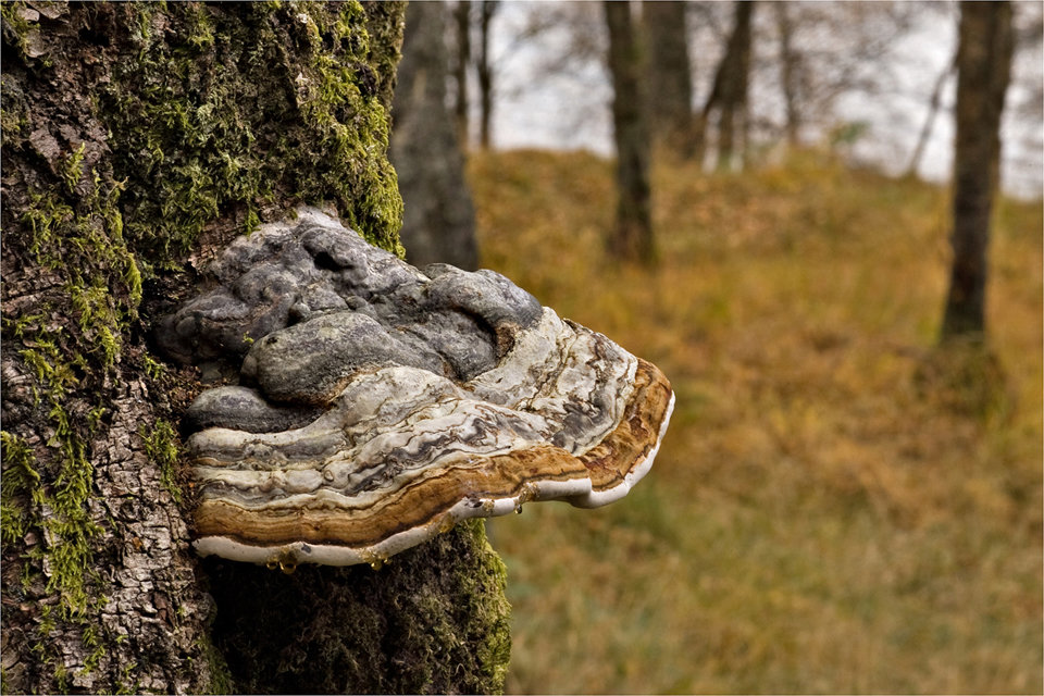 Red Rimmed Bracket Fungus