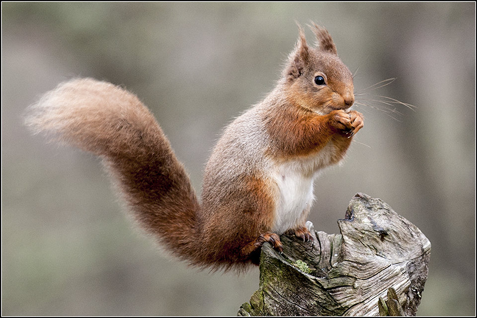 Red Squirrel