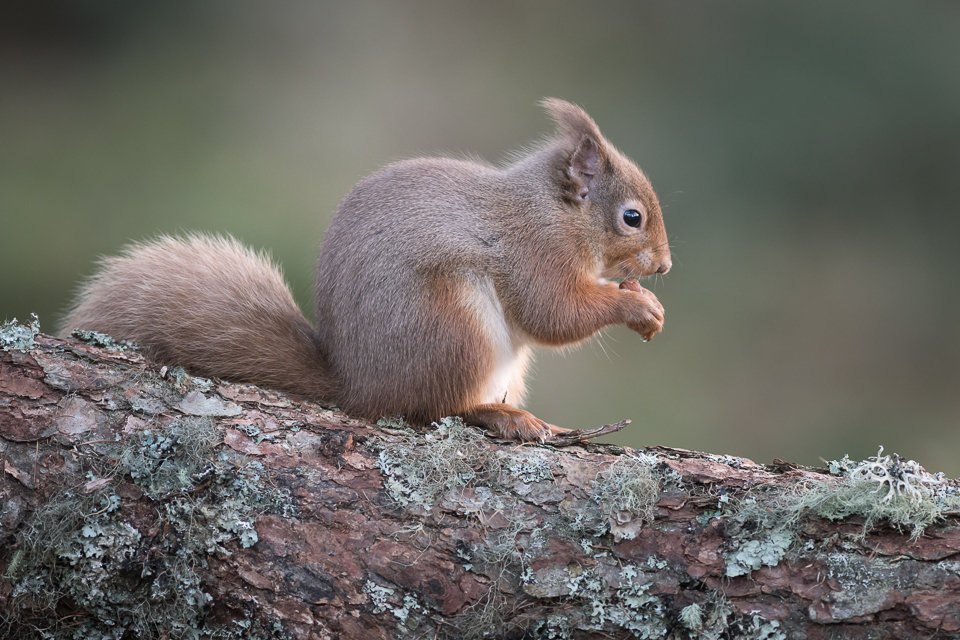 Red Squirrel