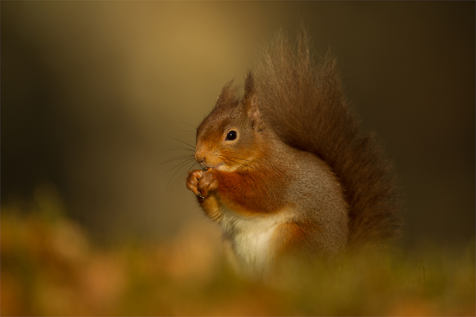 Red Squirrel in Autumn
