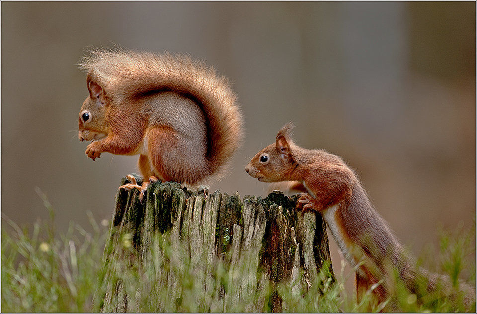 Red Squirrels