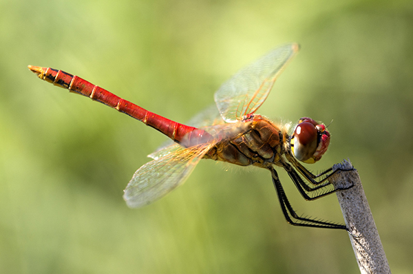 Red Veined Darter