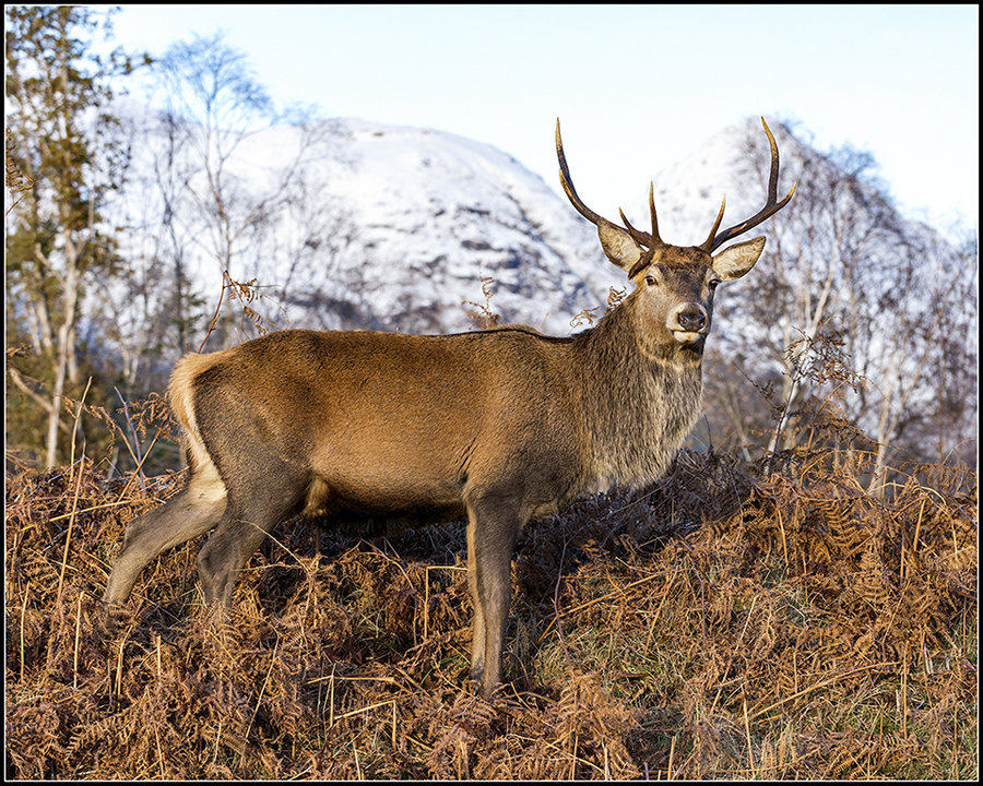 Red deer stag